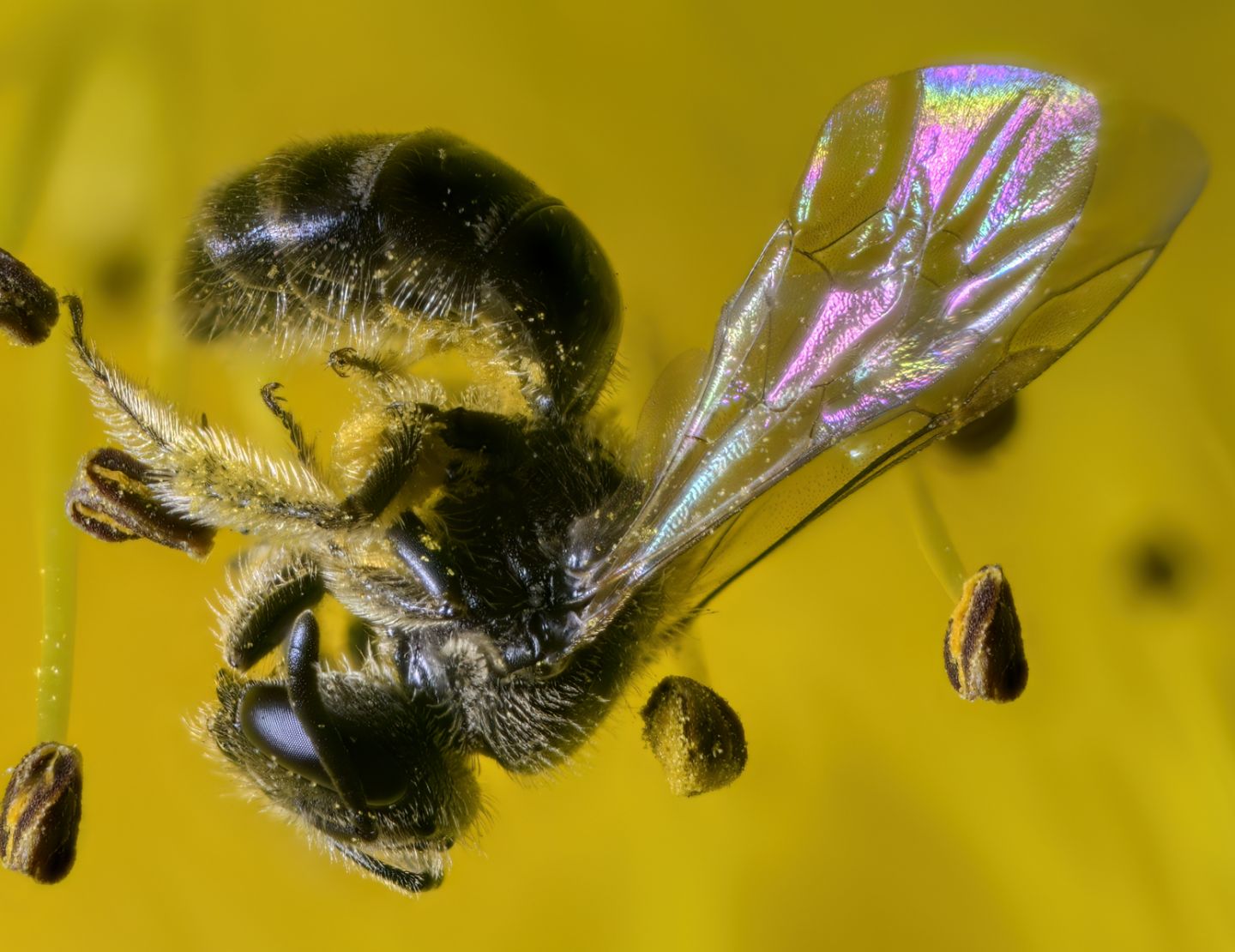 Halictidae: Lasioglossum sp.